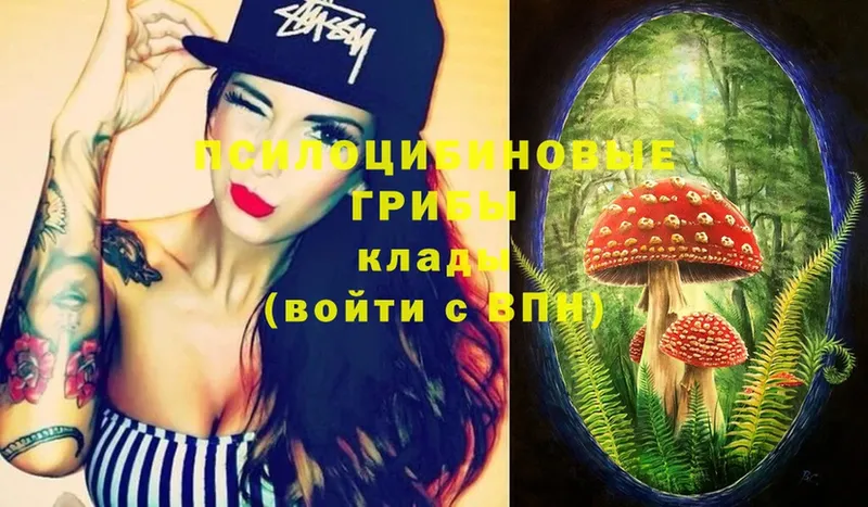 закладка  Волхов  Псилоцибиновые грибы Magic Shrooms 